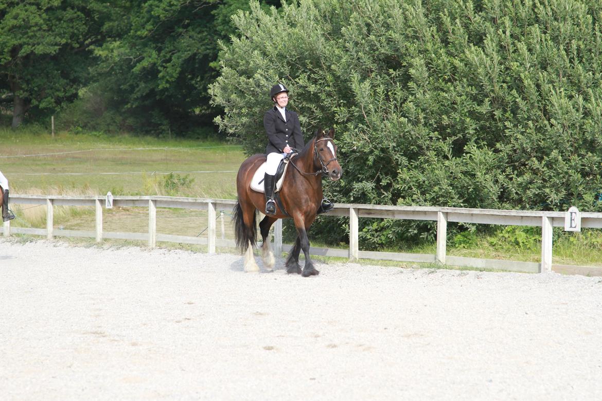 Irish Cob Romany's Hot Chokolate <3 R.I.P <3 billede 6