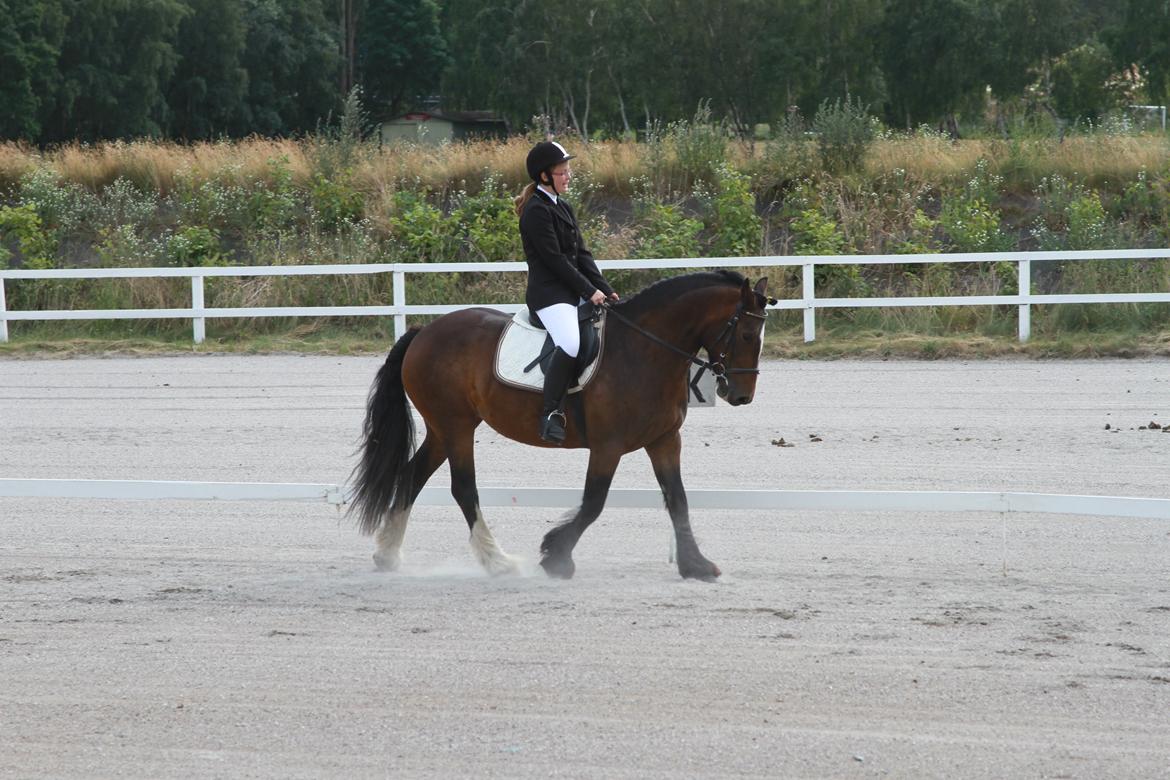 Irish Cob Romany's Hot Chokolate <3 R.I.P <3 - Vores første stævne - LD1 billede 9