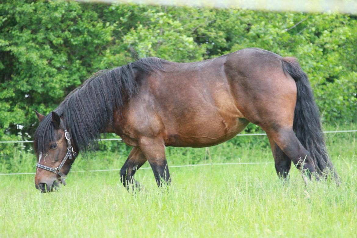 Irish Cob Romany's Hot Chokolate <3 R.I.P <3 billede 10