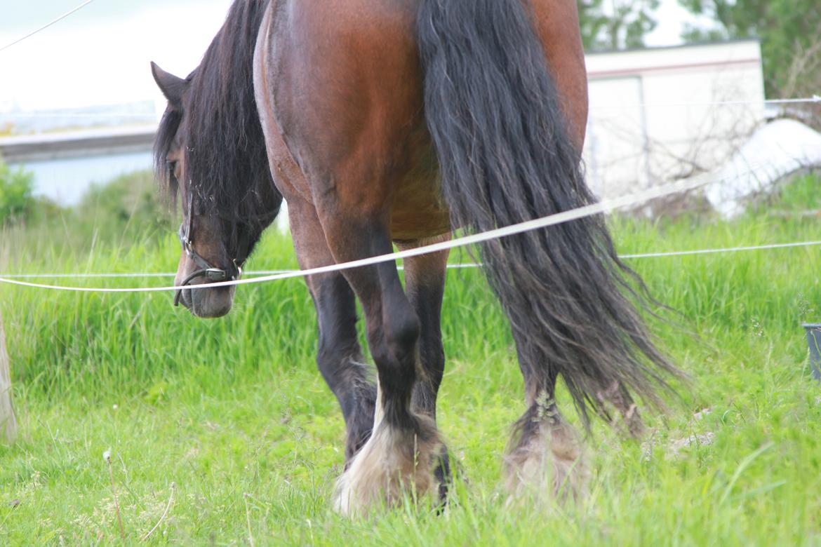 Irish Cob Romany's Hot Chokolate <3 R.I.P <3 billede 18