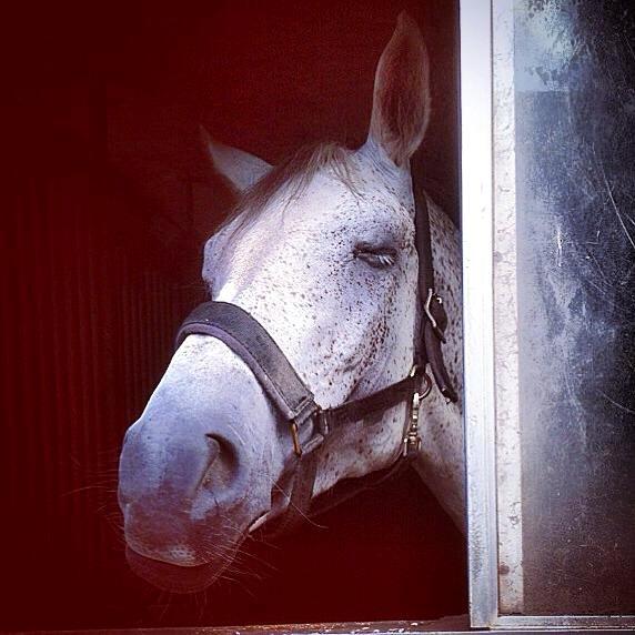 Holstener Animera billede 17