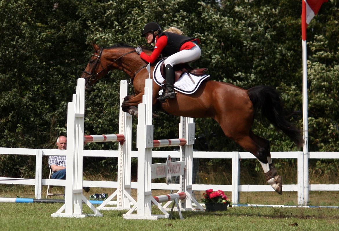 Dansk Varmblod VERONA HS - LB2** 110 cm Jysk Rideuge Silkeborg 2014 billede 7