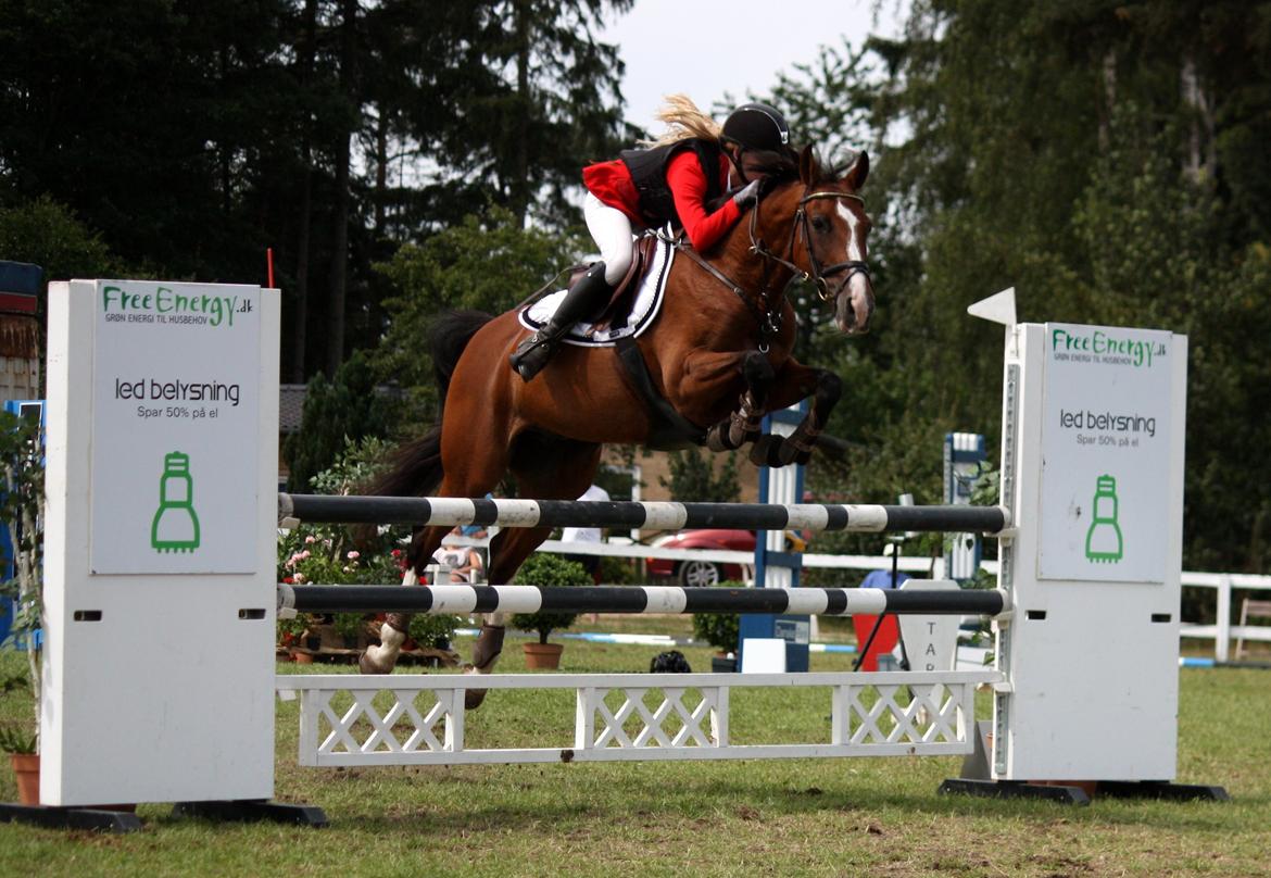Dansk Varmblod VERONA HS -  Jysk Rideuge 2014 Silkeborg Rideklub LA1* 115 cm billede 14