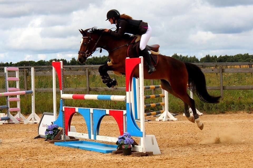 Tysk Sportspony Emira C *A-pony* billede 8