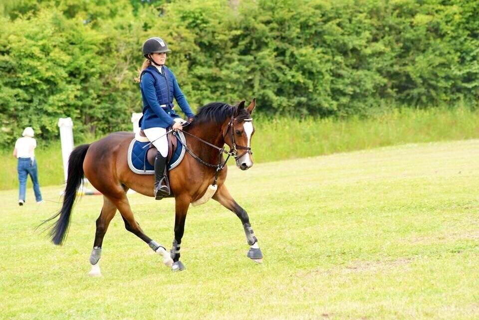 Tysk Sportspony Emira C *A-pony* billede 18