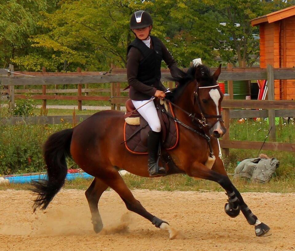 Tysk Sportspony Emira C *A-pony* billede 19