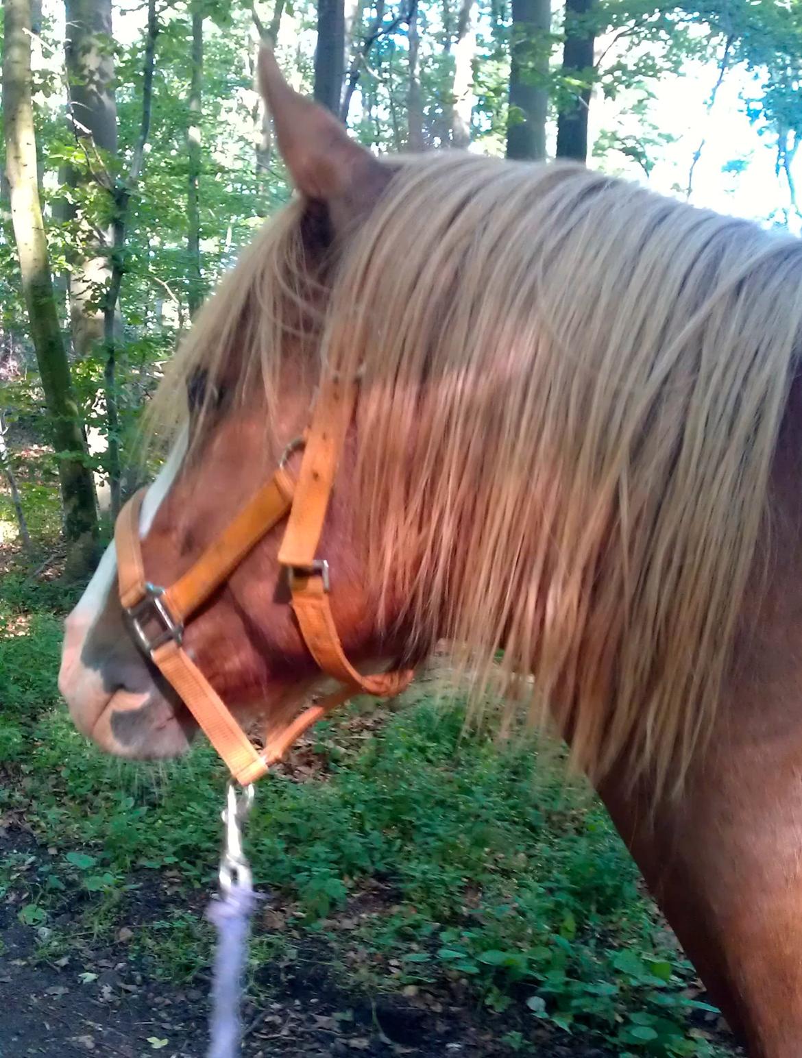 DSP Barbados min skønne pony <3<3 billede 4