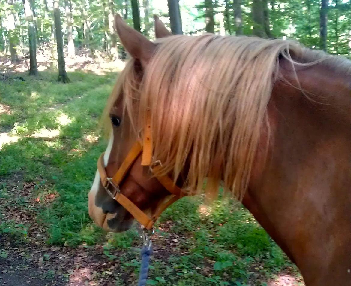 DSP Barbados min skønne pony <3<3 billede 6