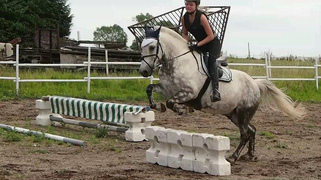 Connemara Lindholms Silver Boy [Tidl. Hest] billede 14