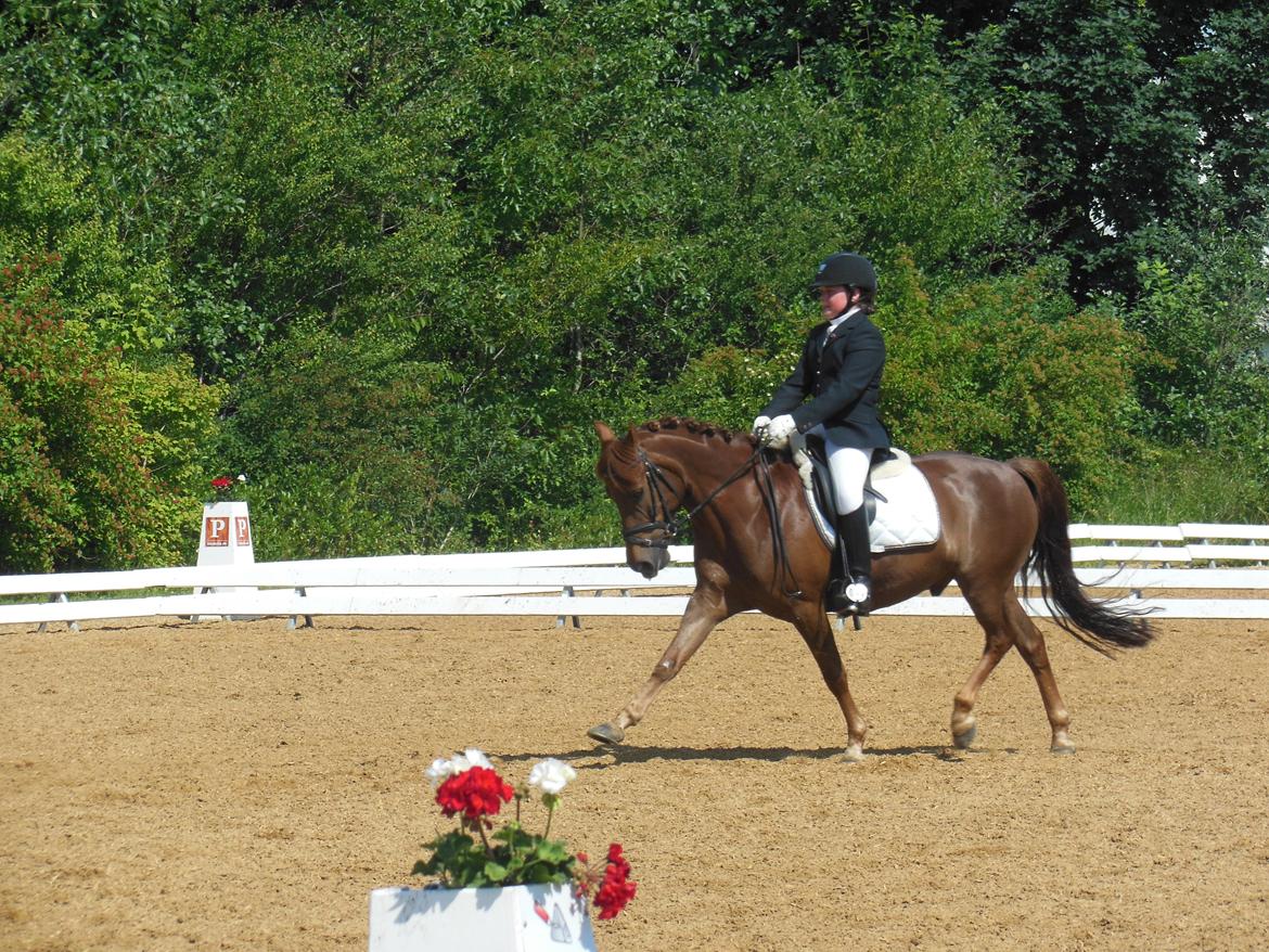 Anden særlig race Nagengaard´s Cesare A-pony <3 -Rides af min søster - Cesare til B-stævne i hjallerup 2013 billede 6