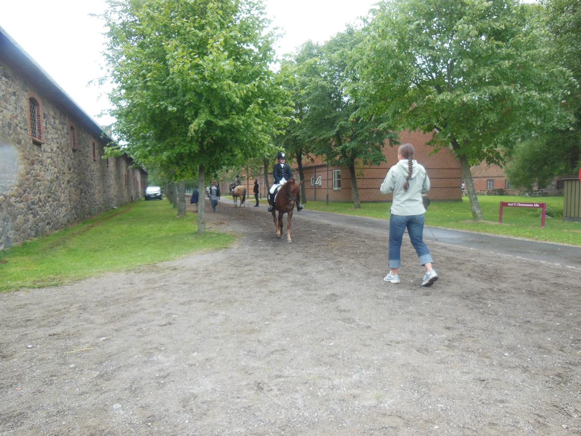 Anden særlig race Nagengaard´s Cesare A-pony <3 -Rides af min søster - Bliver lige coatched inden vi går på bane DM 2013  billede 8
