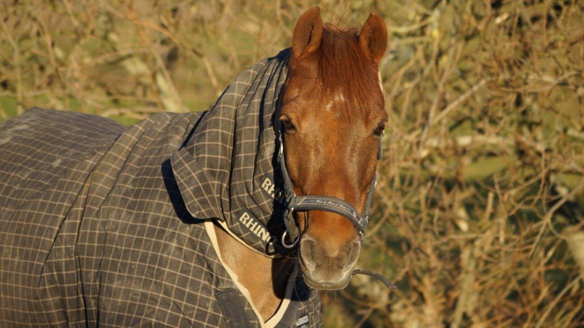 Anden særlig race Nagengaard´s Cesare A-pony <3 -Rides af min søster billede 1