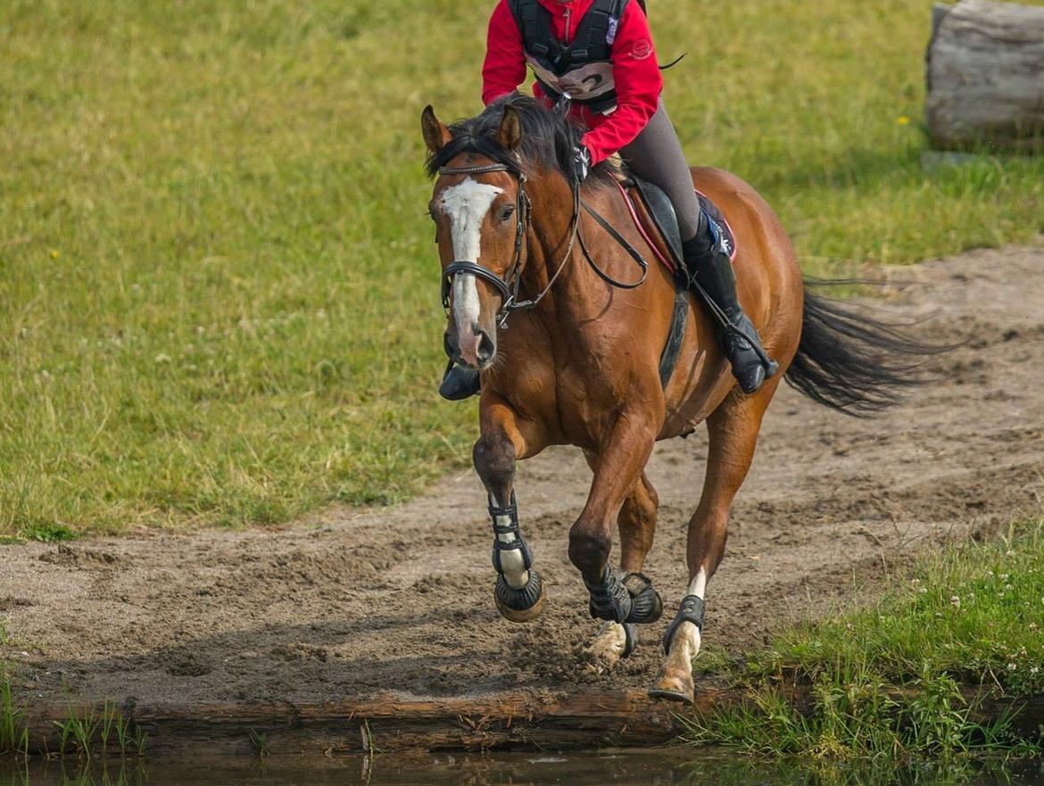 Dansk Varmblod Gade Drengen - Juni 2014, Hans første military stævne :o) billede 14