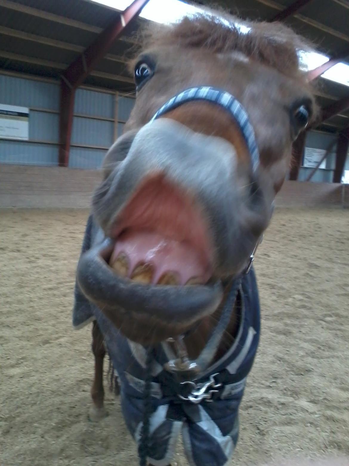 Anden særlig race Nagengaard´s Cesare A-pony <3 -Rides af min søster - Smile kan han også billede 15