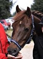 Anden særlig race Nagengaard´s Cesare A-pony <3 -Rides af min søster - Så smuk billede 16
