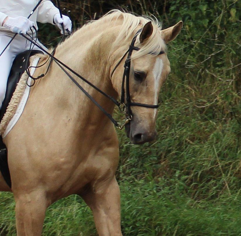 Palomino Bell Galliano billede 4