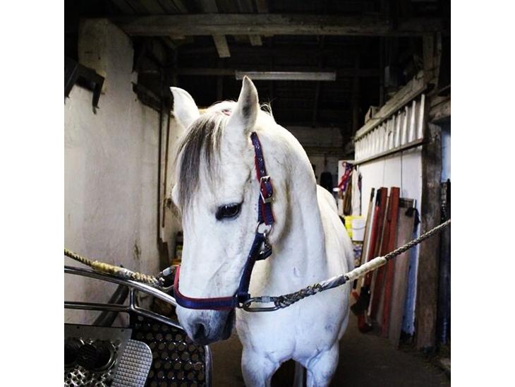 {{currentPhoto.altText}} billede {{currentPhoto.number}}