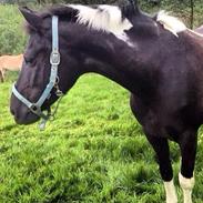 Anden særlig race Lone