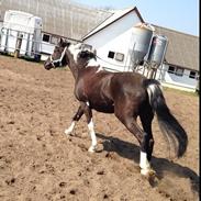 Anden særlig race Lone