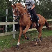 Fuldblod (XX) St. Almegaards Roma