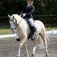 Welsh Pony af Cob-type (sec C) Rosengårdens Nakuma