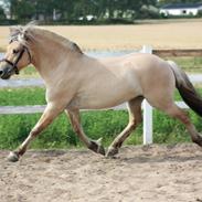 Fjordhest Dons Frølunde
