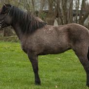 Islænder Katla fra Halakoti