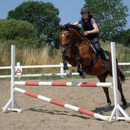 Hannoveraner Spraitas