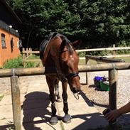 Dansk Varmblod Kokmosens Watch-Me