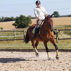Dansk Varmblod Monty af Dandanell *SOLGT*