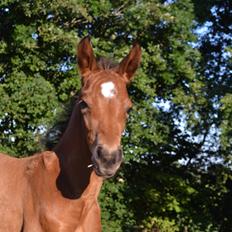 Anden særlig race Stubberupgaards Valentino