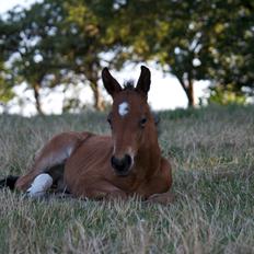 Anden særlig race Stubberupgaards Valentino