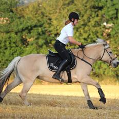 Fjordhest Freja