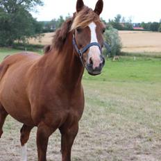 Anden særlig race Senthor