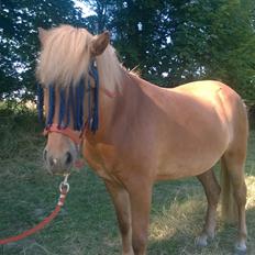 Islænder Iða fra Vindbyholt