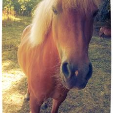 Islænder Iða fra Vindbyholt