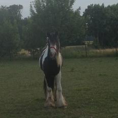 Irish Cob Daylight af sortemosegaard