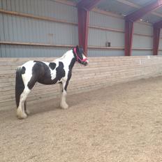 Irish Cob Daylight af sortemosegaard