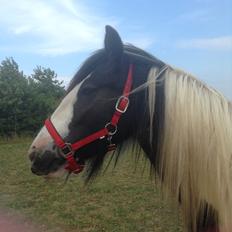 Irish Cob Daylight af sortemosegaard