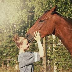 Dansk Varmblod Kanwas Frydenlund