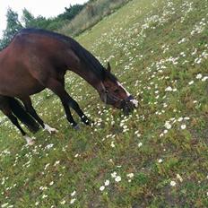 DSP Danny Boy [Har redet]