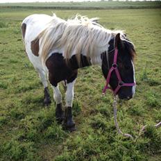 Tinker Dyffes ingolf