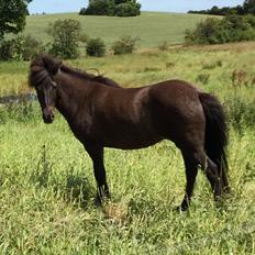 Islænder Sæta fra Intrup