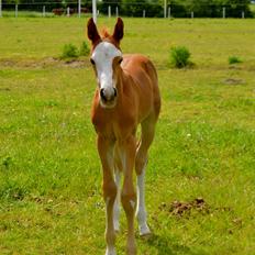 Dansk Varmblod Brave Cellesto