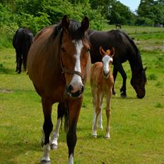 Dansk Varmblod Brave Cellesto