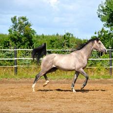 Dansk Varmblod Bonaparte
