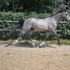 Dansk Varmblod Bonaparte