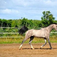 Dansk Varmblod Bonaparte