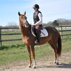 Pinto Araber Gantrup Painted Rosa