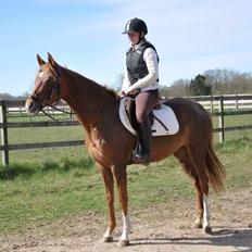 Pinto Araber Gantrup Painted Rosa